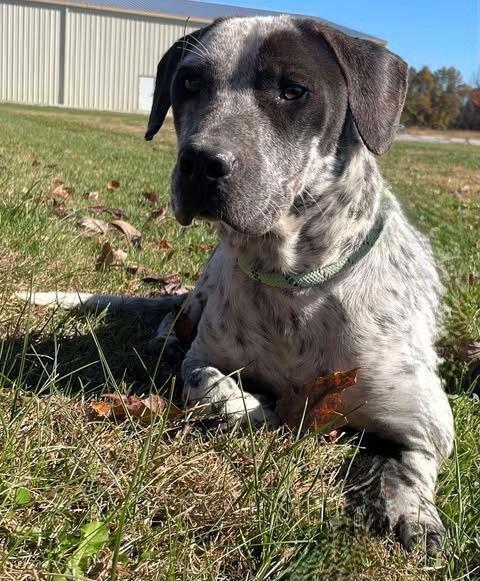 Enlarge Rolloff, a Adoptable Mixed Breed in Sullivan, IN image 2/3