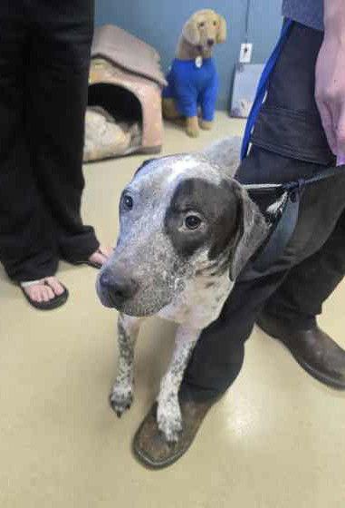 Enlarge Rolloff, a Adoptable Mixed Breed in Sullivan, IN image 3/3