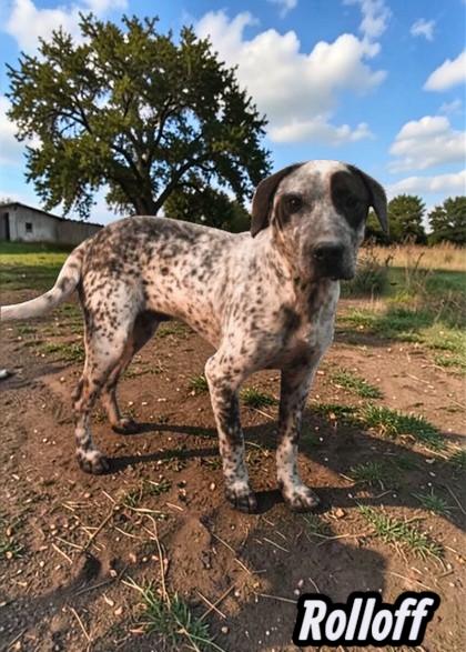 Enlarge Rolloff, a Adoptable Mixed Breed in Sullivan, IN image 3/3