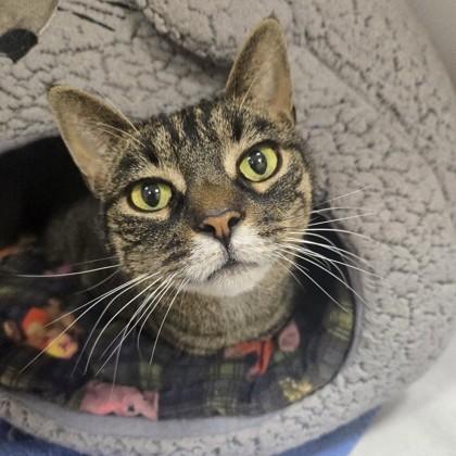 Lila, Adult Female Domestic Short Hair
