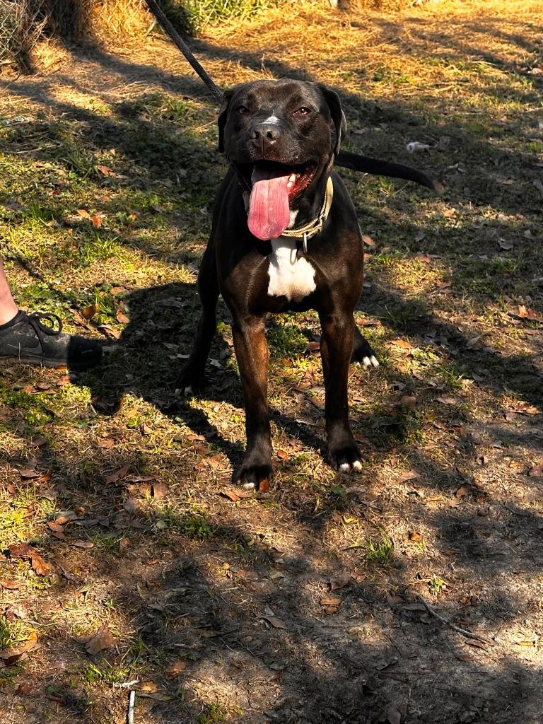 DUDE, a Adoptable mixed breed in Marianna, FL image 2/4