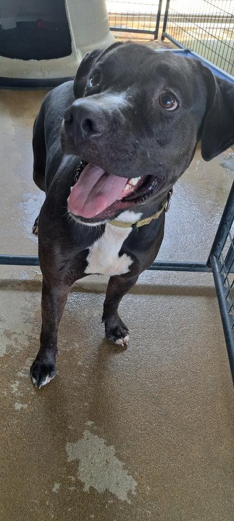 Enlarge DUDE, a Adoptable mixed breed in Marianna, FL image 4/4