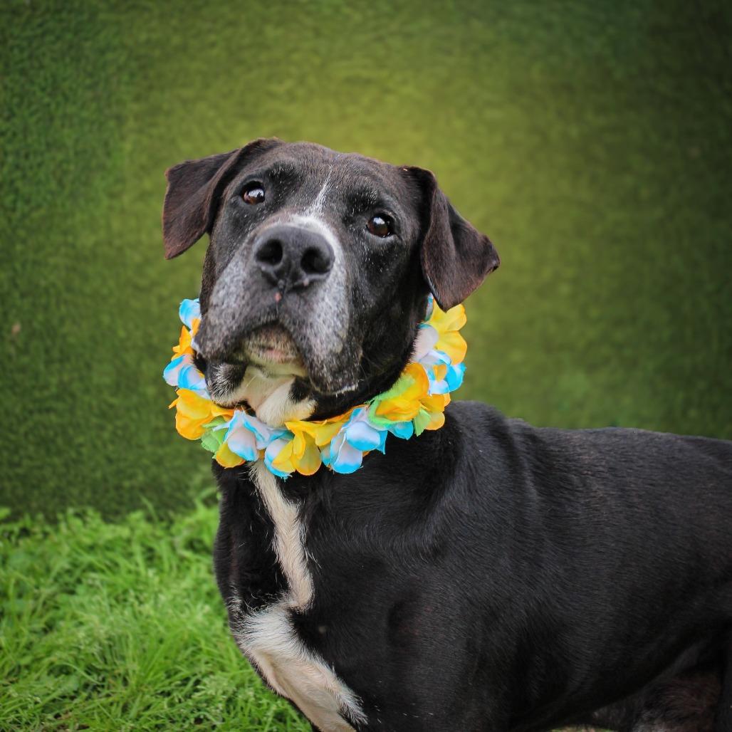 P-Paw — thumbnail 2