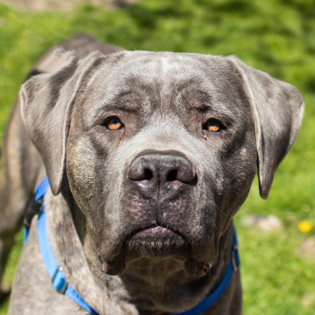 Enlarge Waylon, a Adoptable Cane Corso in Middletown, RI image 1/1