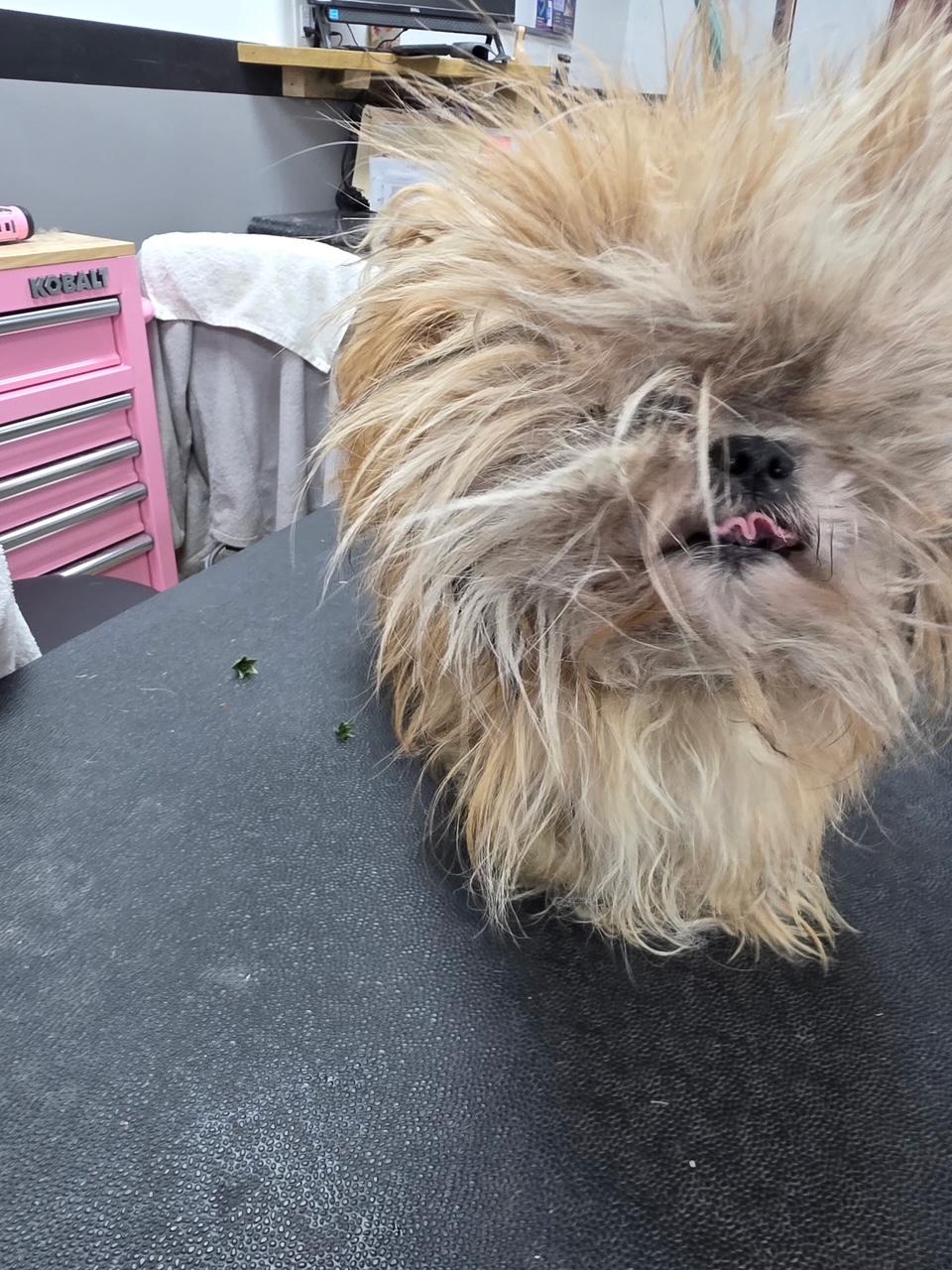 Duke, Adoptable, Senior Male Maltese.