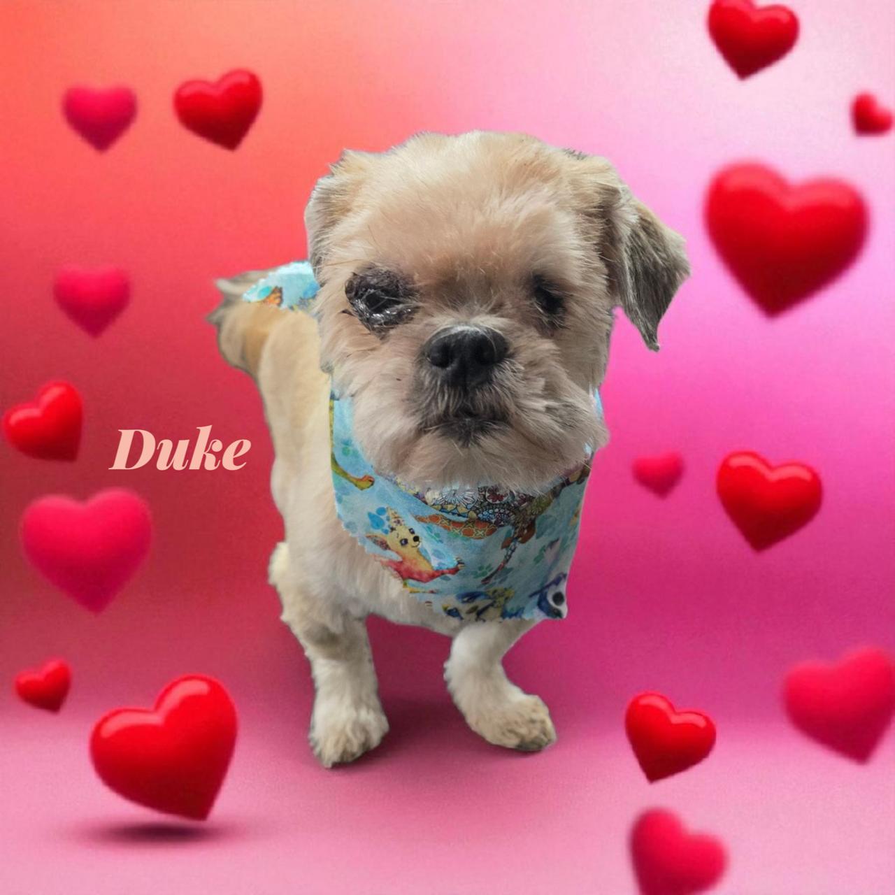 Duke, a Adoptable mixed breed in Tulsa, OK image 3/3