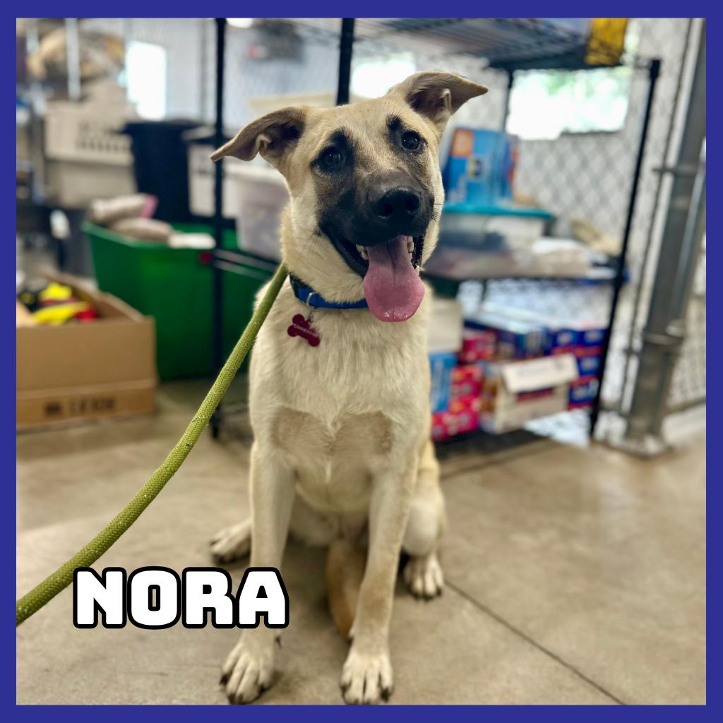 Enlarge Nora, a Adoptable German Shepherd Dog in Glenwood, MN image 1/1