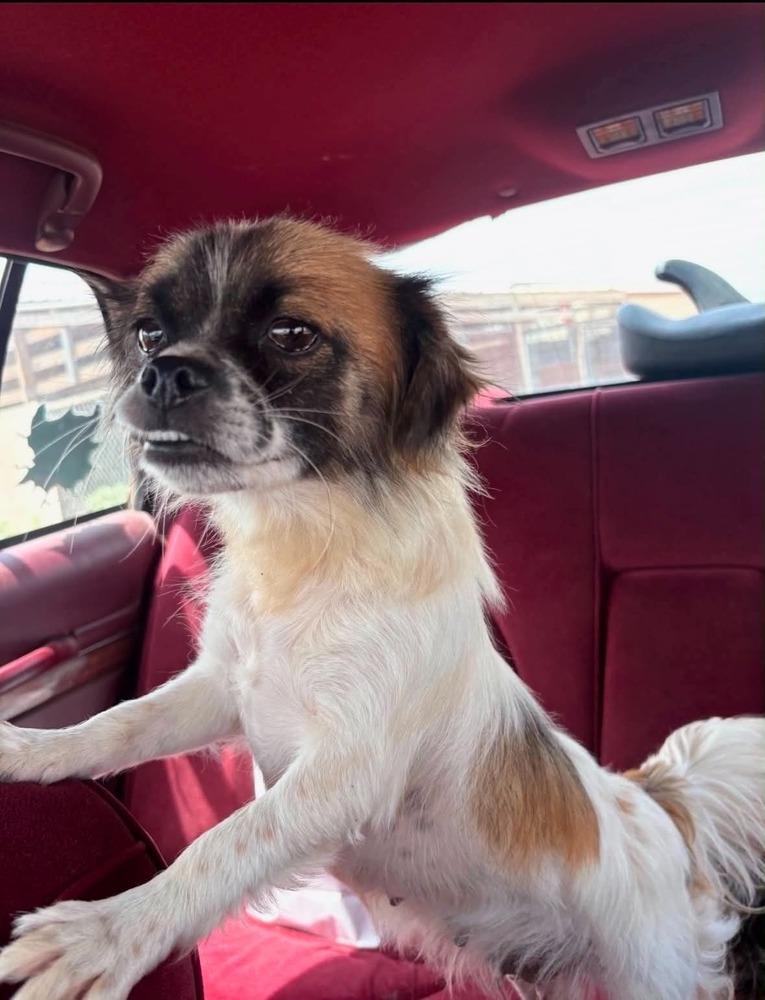 Enlarge Betty, a Adoptable mixed breed in Boulder, CO image 4/6