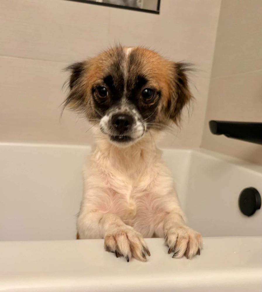 Enlarge Betty, a Adoptable mixed breed in Boulder, CO image 5/6