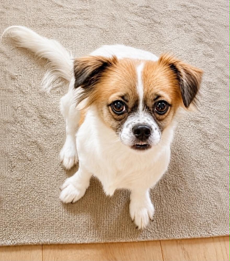Enlarge Betty, a Adoptable mixed breed in Boulder, CO image 6/6