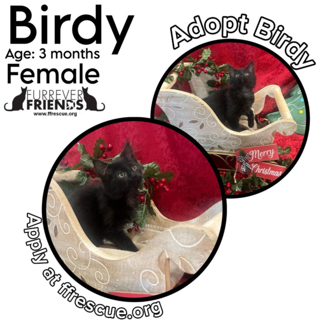 Birdy, Adoptable, Young Female Domestic Medium Hair.