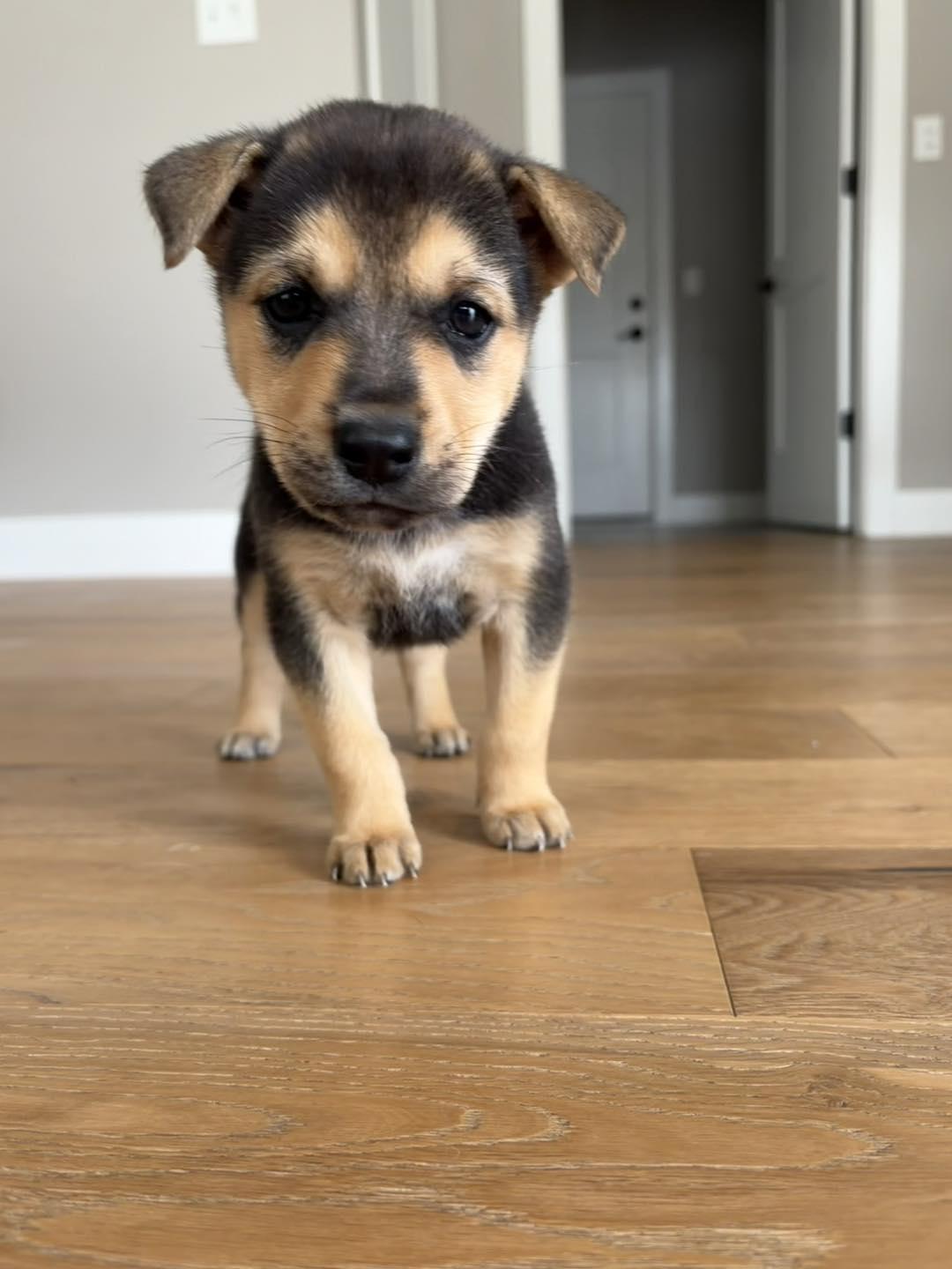 Easter Candy Litter- Reese, Adoptable, Young Female German Shepherd Dog & Siberian Husky.