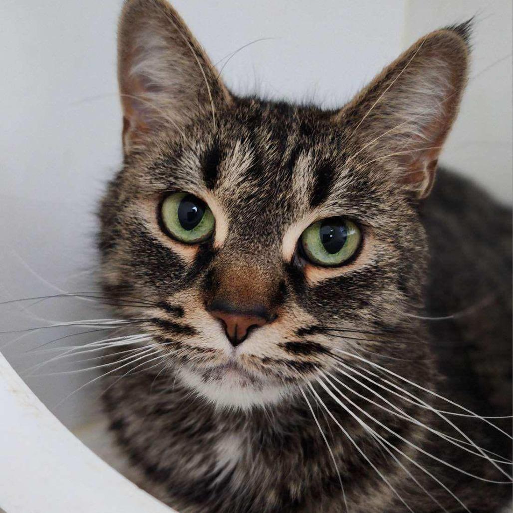 Blanche, a Adoptable Domestic Short Hair in Ely, MN image 1/2