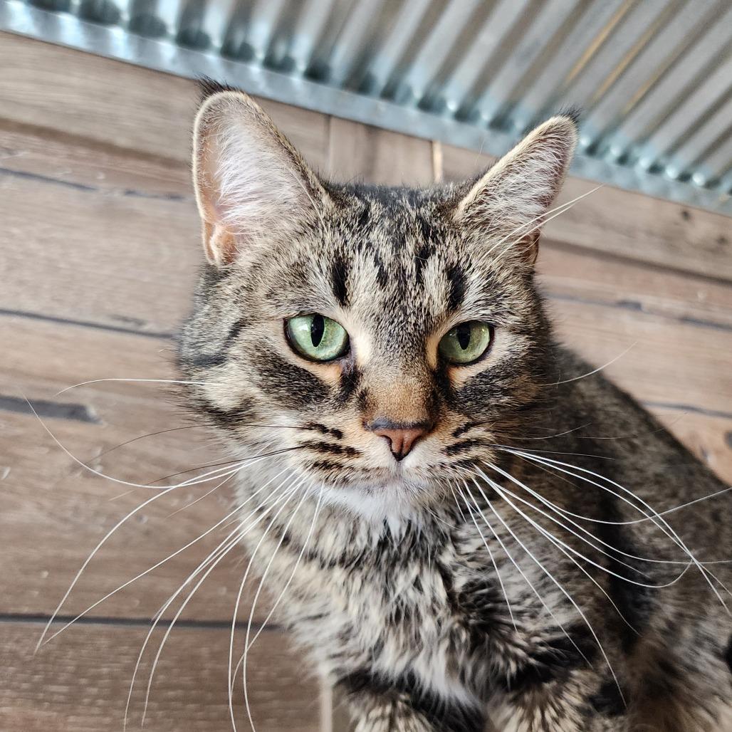Blanche, a Adoptable Domestic Short Hair in Ely, MN image 2/2