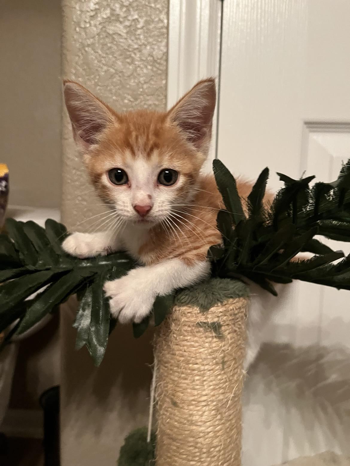 Cat for adoption - Simba : The blue eyed tabby, a Domestic Medium Hair ...
