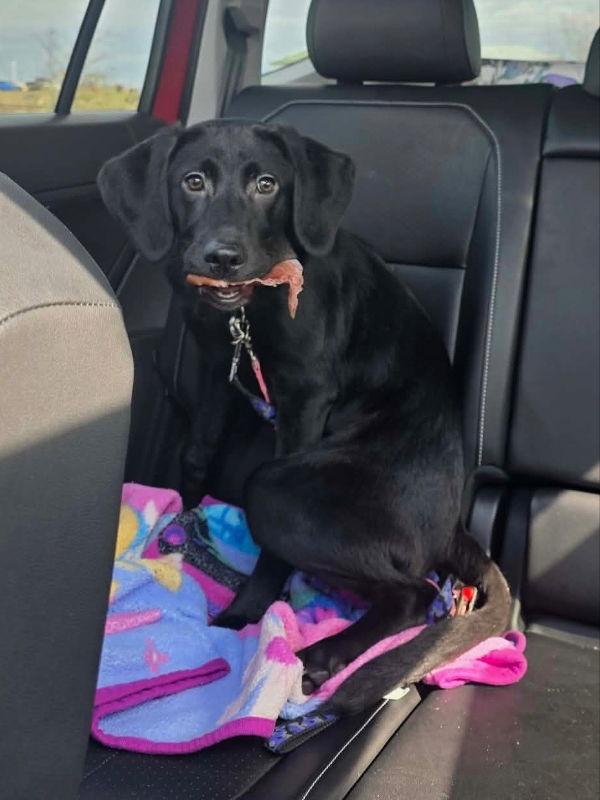Enlarge Mr Magoo*Adopt or Foster*, a Adopted Black Labrador Retriever in Fairfax, VA image 1/2