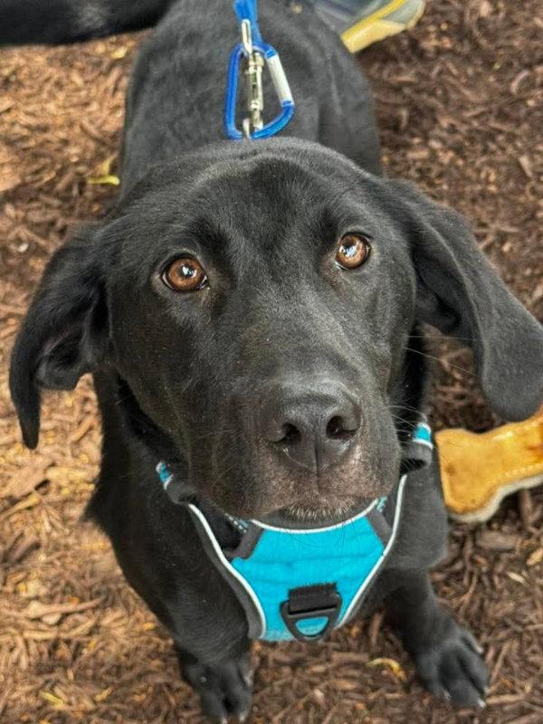 Enlarge Mr Magoo*Adopt or Foster*, a Adopted Black Labrador Retriever in Fairfax, VA image 2/2
