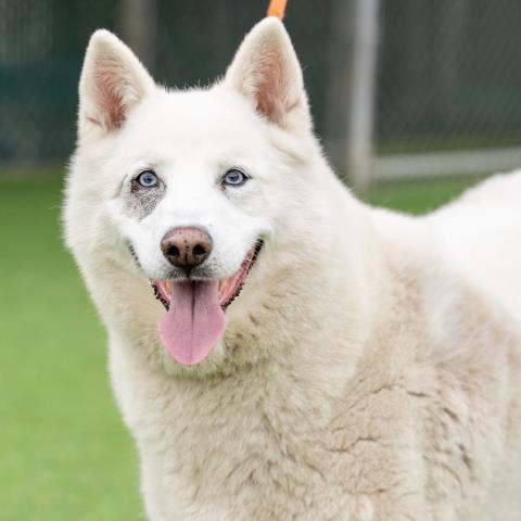 LUNA, Adoptable, Adult Female Siberian Husky.
