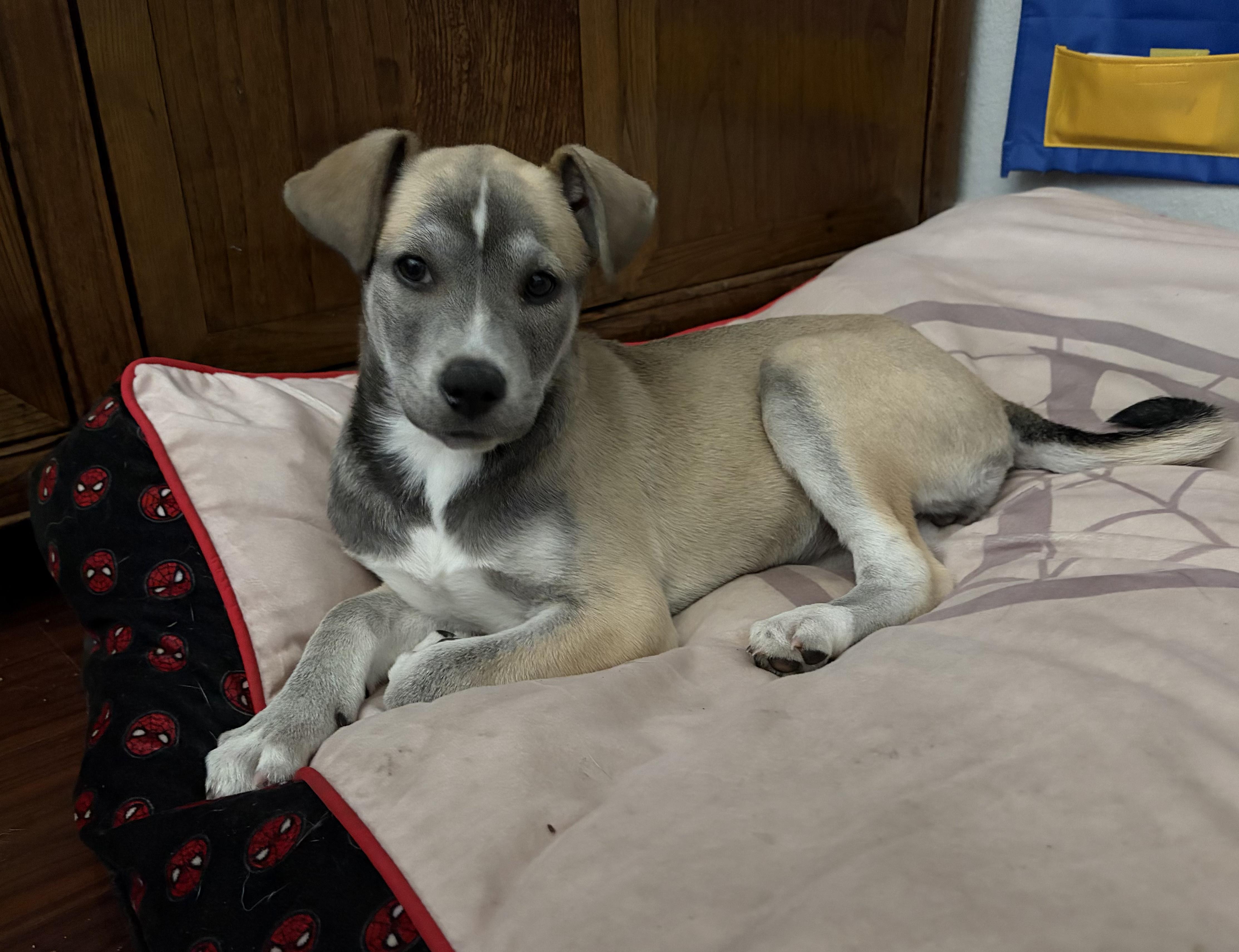 Kit Kat, an adoptable mixed breed in Penryn, CA image 4/5
