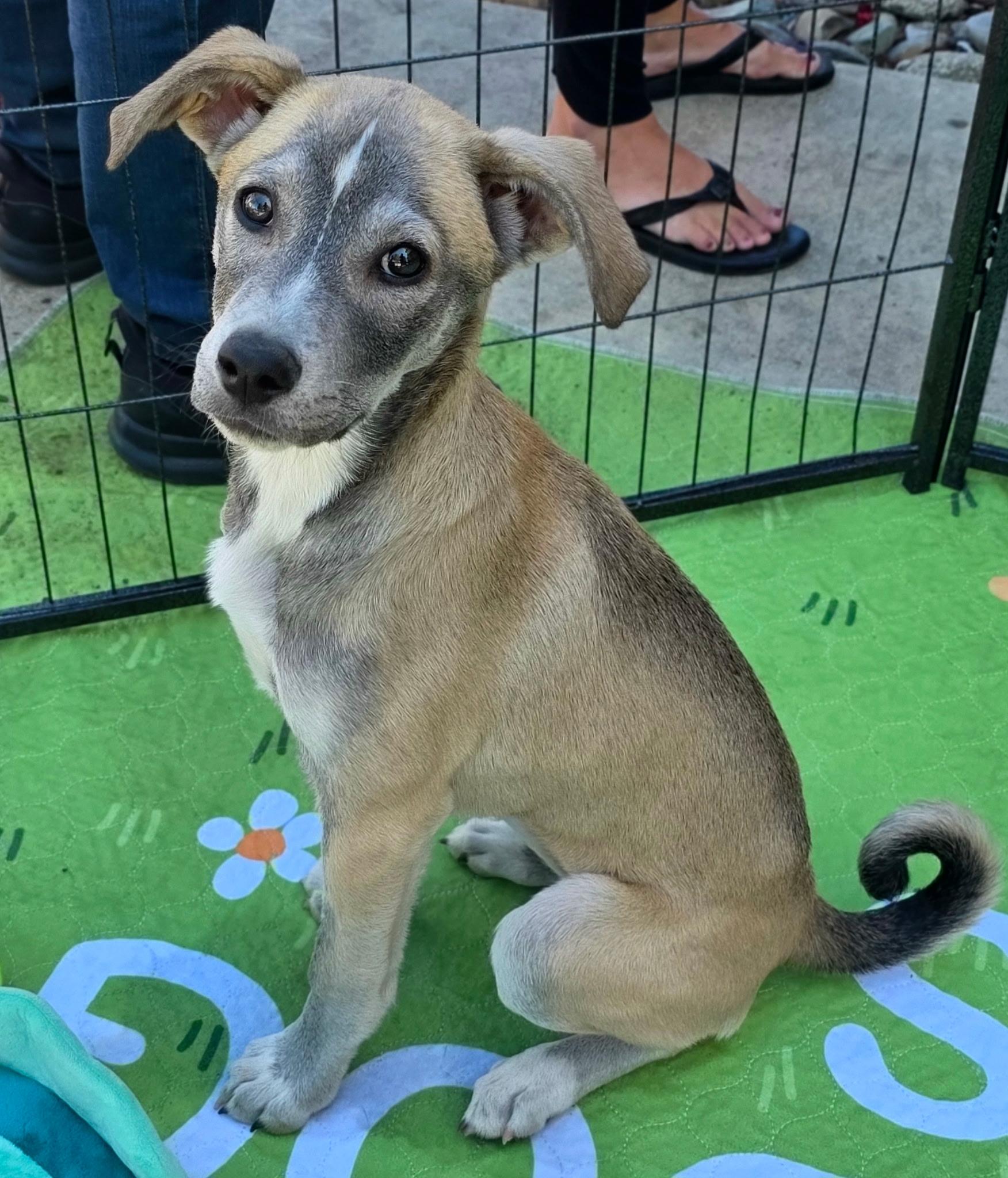 Kit Kat, an adoptable mixed breed in Penryn, CA image 1/5