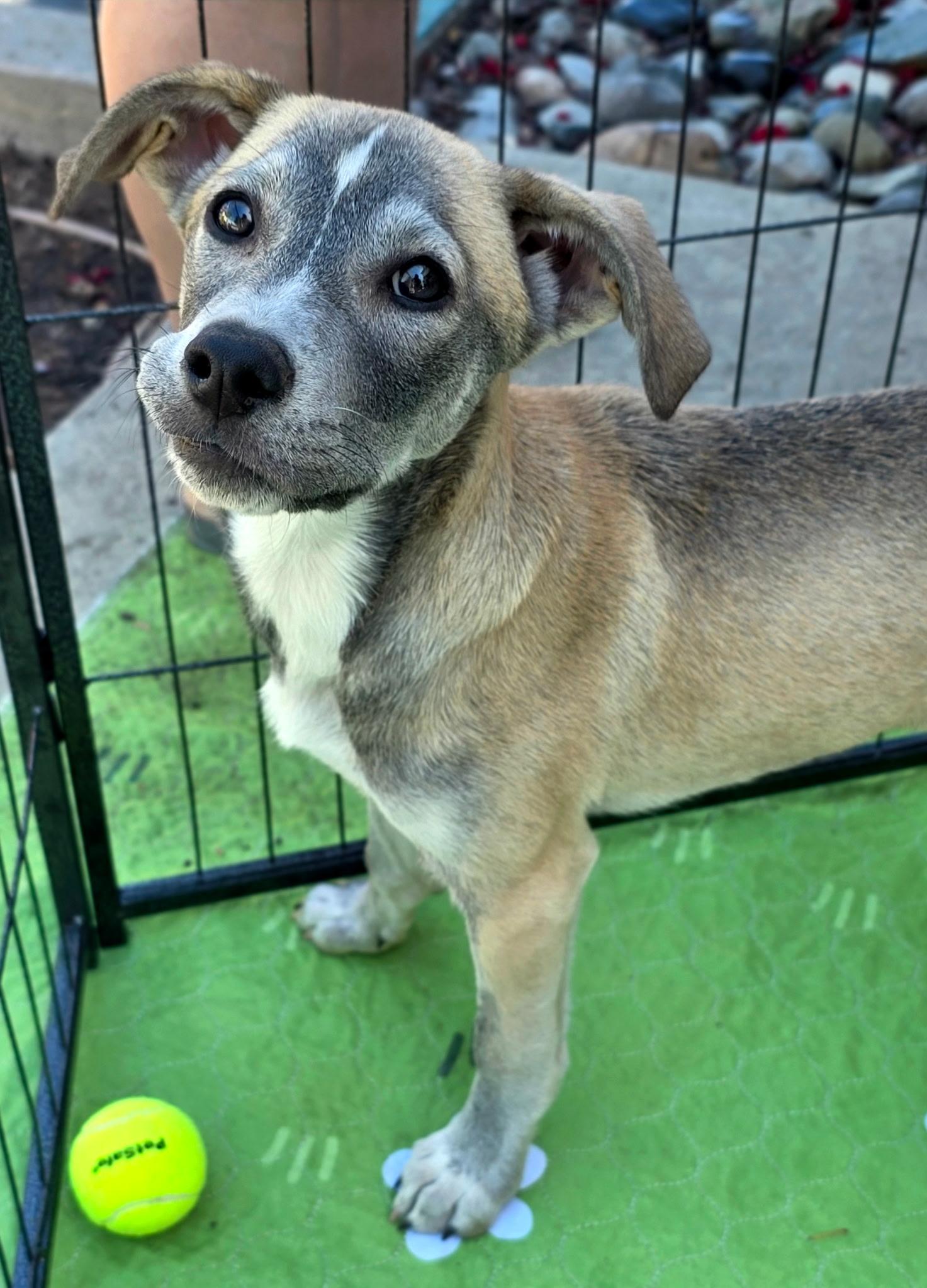 Kit Kat, an adoptable mixed breed in Penryn, CA image 2/5