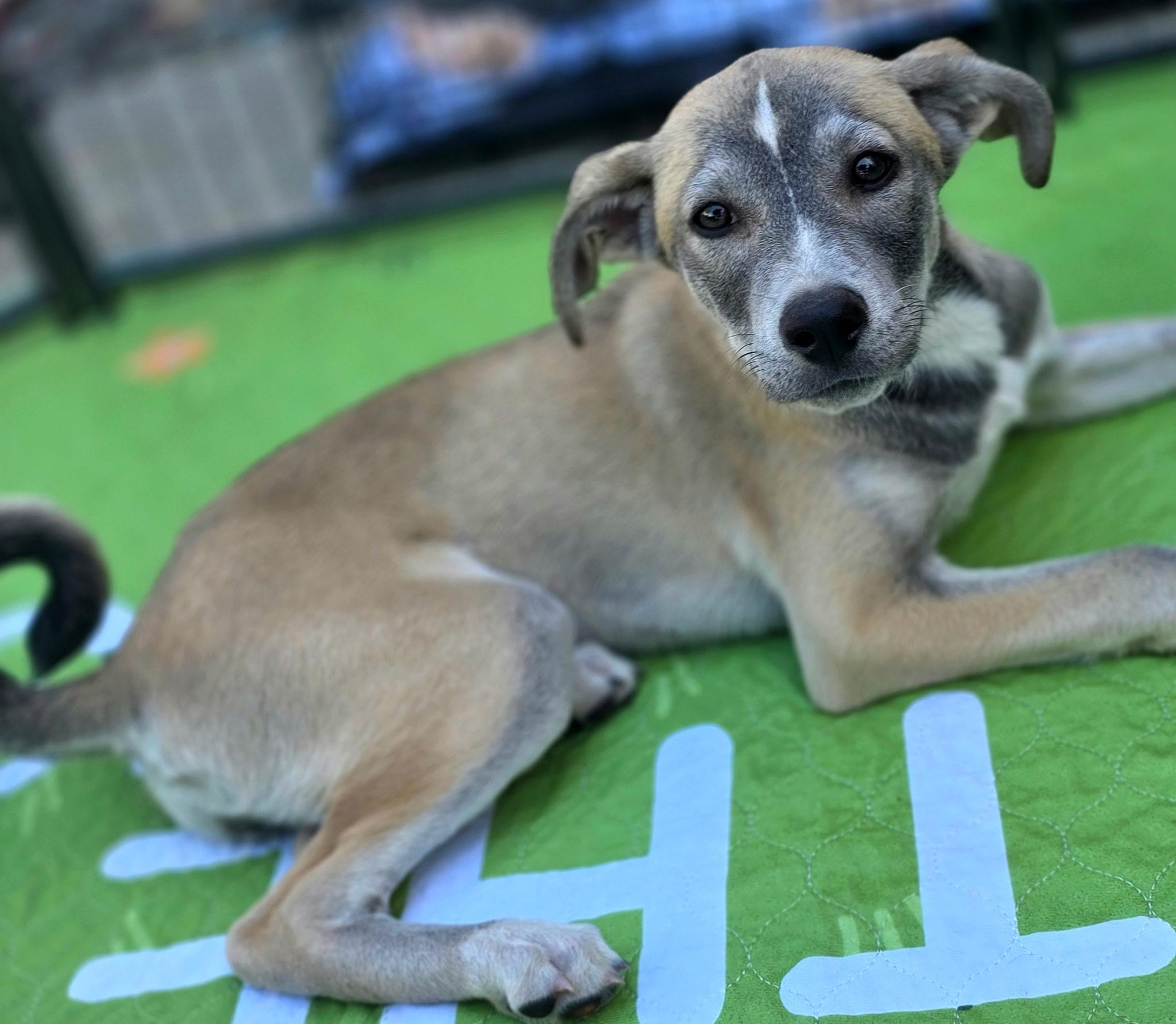 Kit Kat, an adoptable mixed breed in Penryn, CA image 3/5