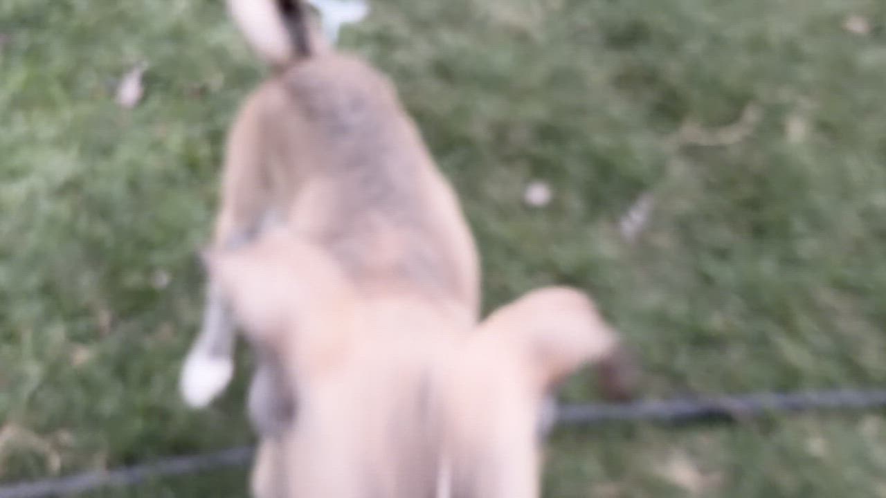 Enlarge Kit Kat, an adoptable mixed breed in Penryn, CA video 5/5