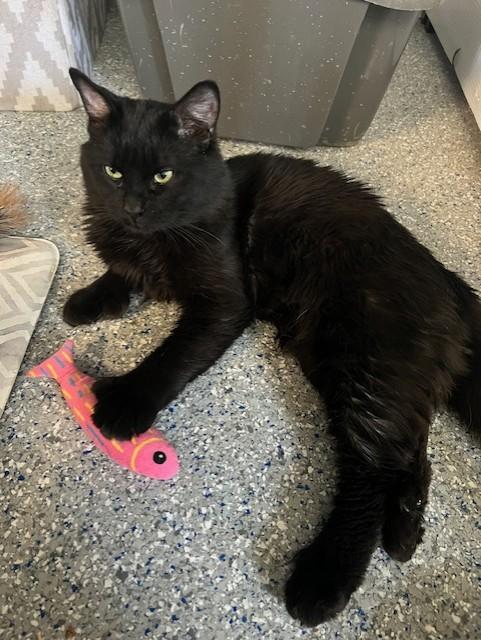 Paulie, an adopted Domestic Medium Hair in Carson City, NV image 1/3