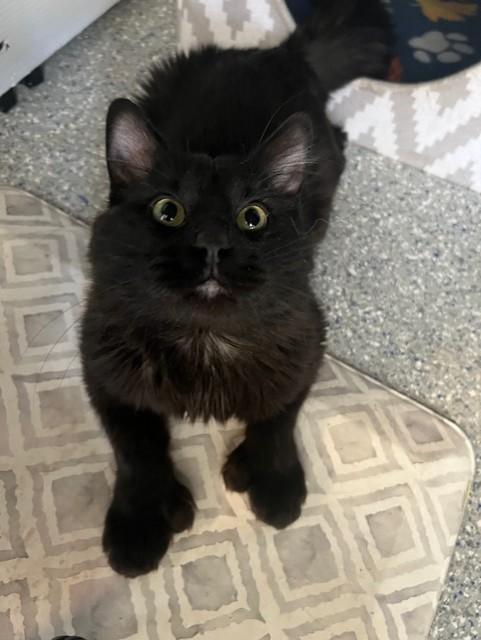 Paulie, an adopted Domestic Medium Hair in Carson City, NV image 2/3