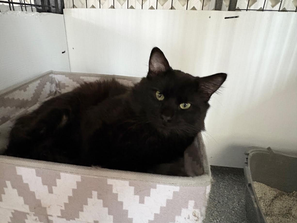 Paulie, an adopted Domestic Medium Hair in Carson City, NV image 3/3