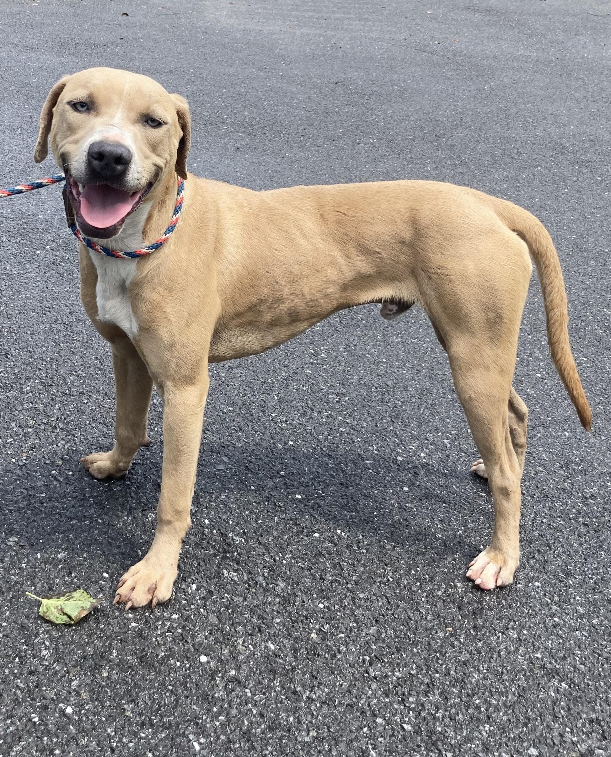 Monty, a Adoptable mixed breed in Silver Spring, MD image 1/2