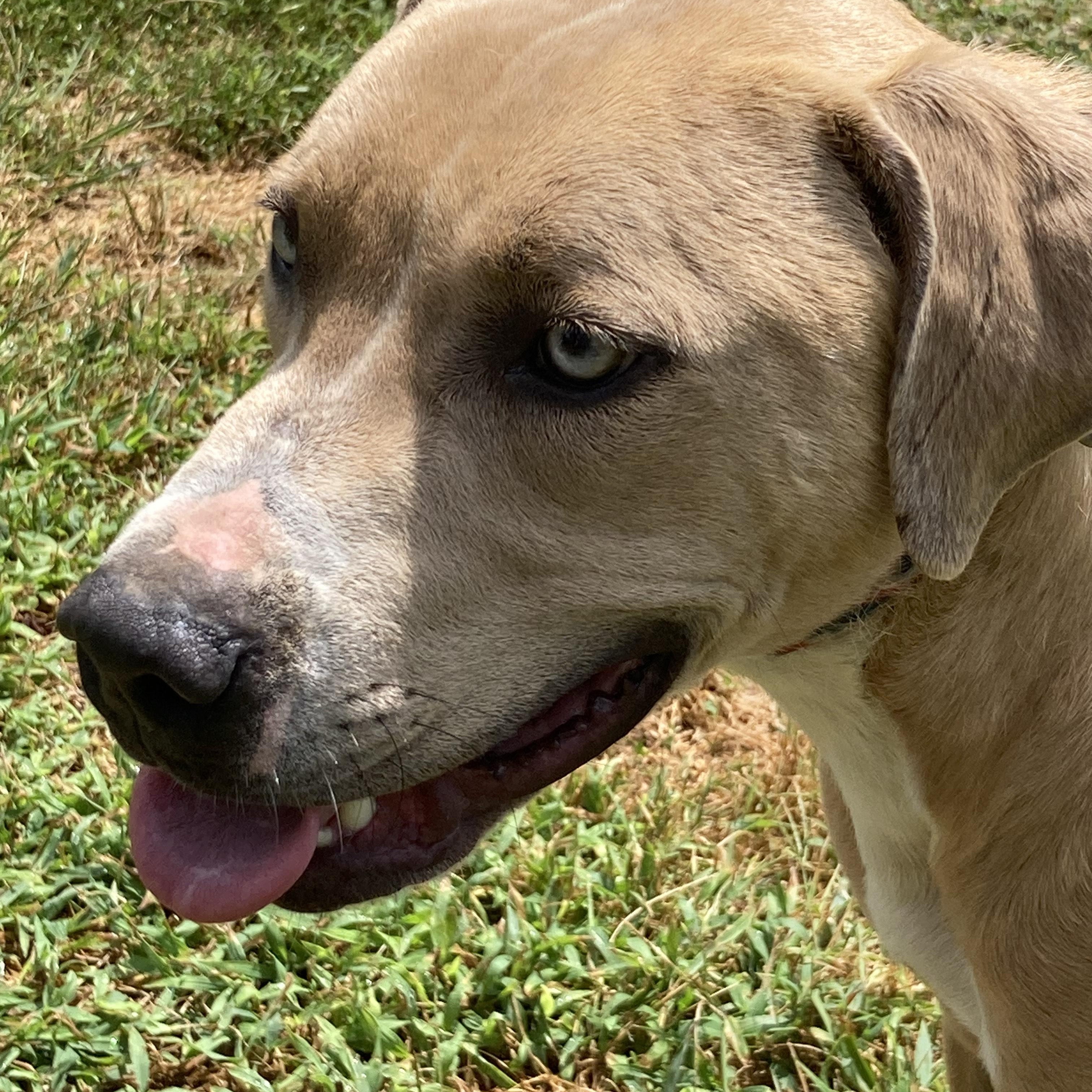 Monty, Adoptable, Young Male Labrador Retriever.