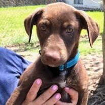 Jack (Houston Pups), adopted, Puppy Male Retriever & Chocolate Labrador Retriever.