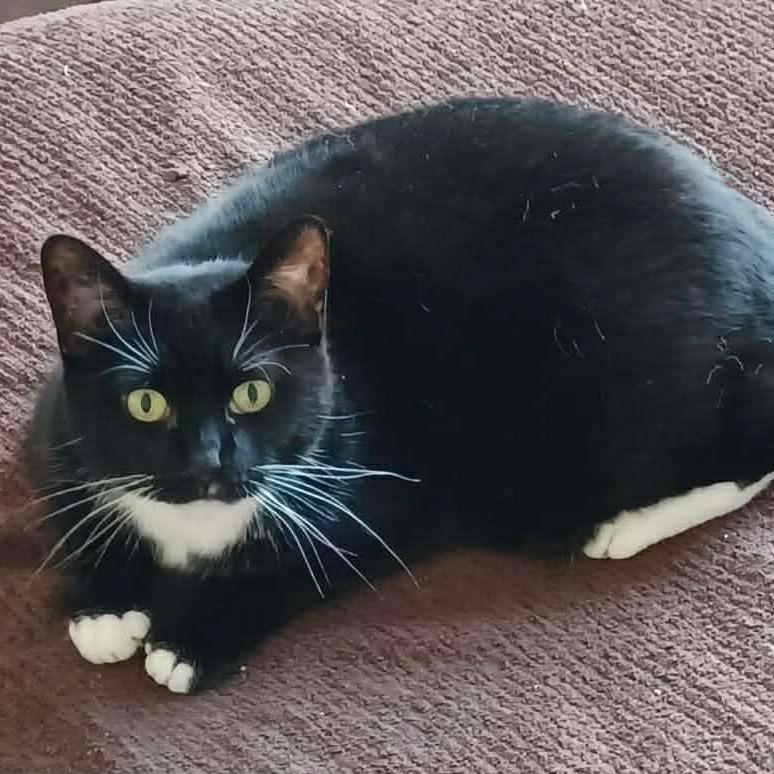 Enlarge Lucy Cat OS NV, a Adoptable Domestic Short Hair in Las Vegas, NV image 2/4