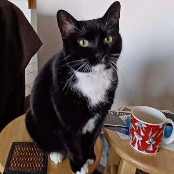 Enlarge Lucy Cat OS NV, a Adoptable Domestic Short Hair in Las Vegas, NV image 3/4