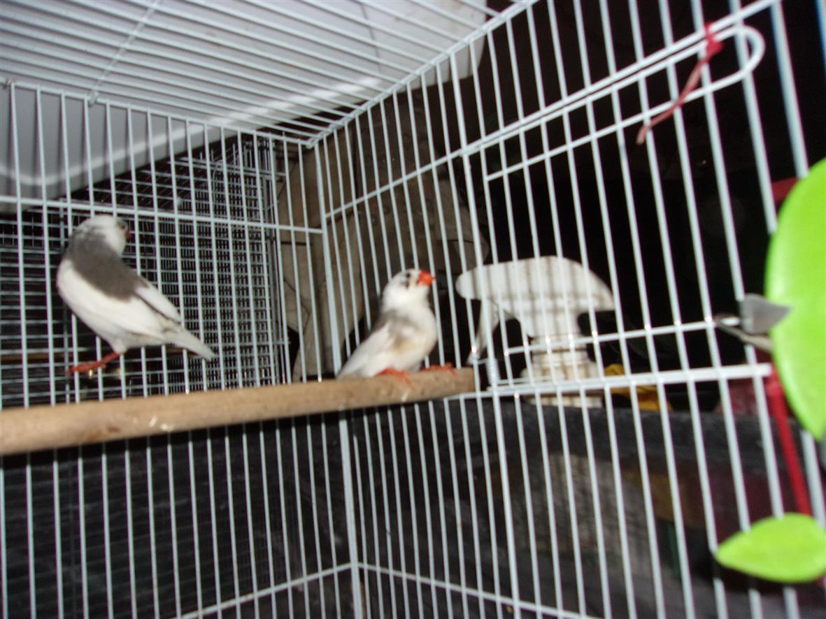 Zebra Finches (pair), ADOPTABLE, Young Male Finch & Canary.