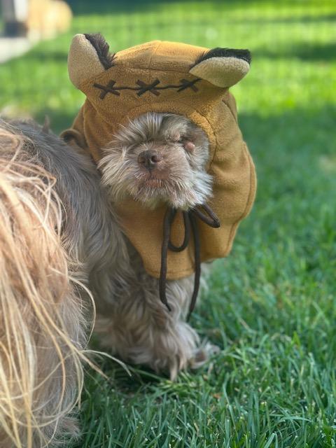 Frankie, adoptable, Senior Male Shih Tzu.