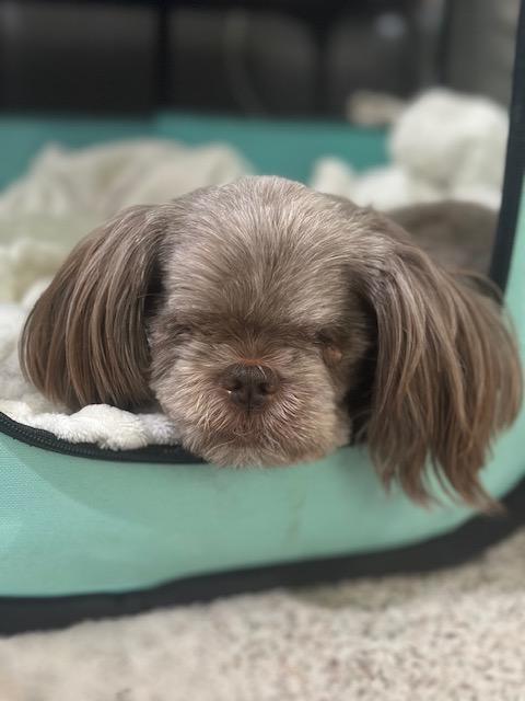 Enlarge Frankie, an adoptable Shih Tzu in Pasco, WA image 2/6