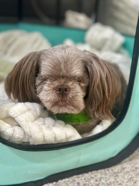 Enlarge Frankie, an adoptable Shih Tzu in Pasco, WA image 4/6