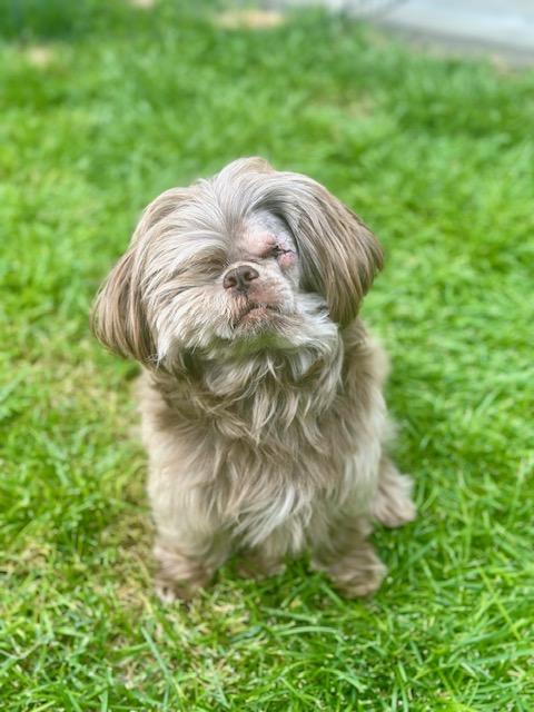 Enlarge Frankie, an adoptable Shih Tzu in Pasco, WA image 5/6