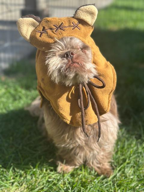 Enlarge Frankie, an adoptable Shih Tzu in Pasco, WA image 6/6