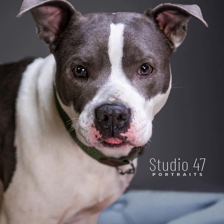 Blast, Adoptable, Adult Male American Staffordshire Terrier.