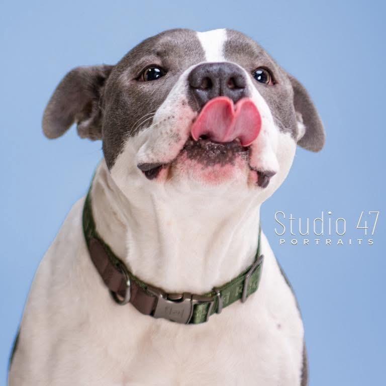 Enlarge Blast, a Adoptable American Staffordshire Terrier in Pittsburgh, PA image 2/6