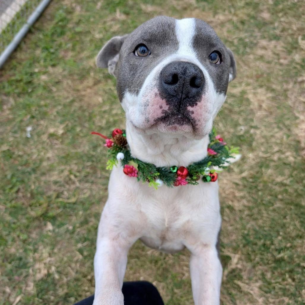 Enlarge Blast, a Adoptable American Staffordshire Terrier in Pittsburgh, PA image 3/6