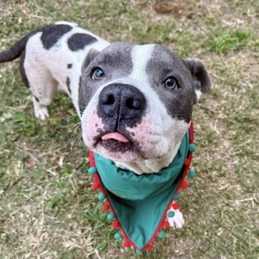 Enlarge Blast, a Adoptable American Staffordshire Terrier in Pittsburgh, PA image 4/6