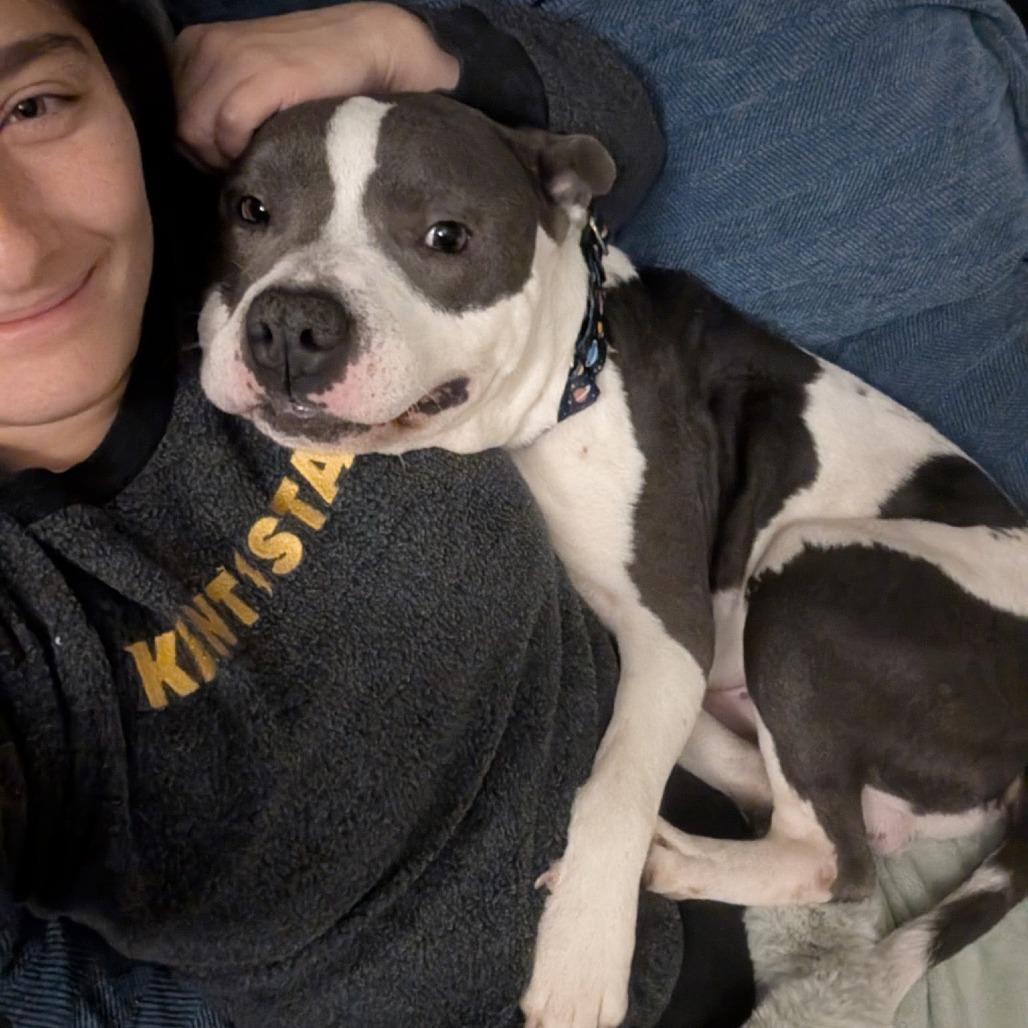 Enlarge Blast, a Adoptable American Staffordshire Terrier in Pittsburgh, PA image 5/6