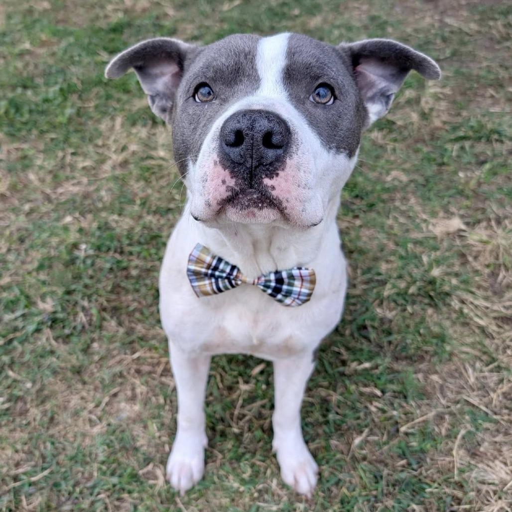 Enlarge Blast, a Adoptable American Staffordshire Terrier in Pittsburgh, PA image 6/6