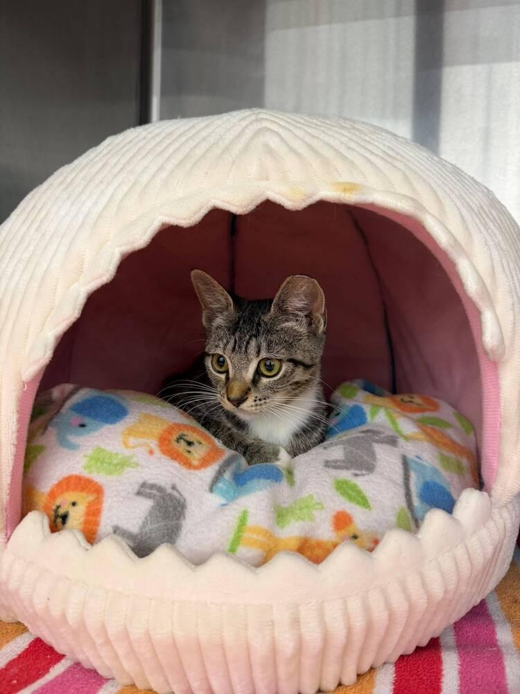 Gracie, a Adoptable Domestic Short Hair in Orlando, FL image 1/6