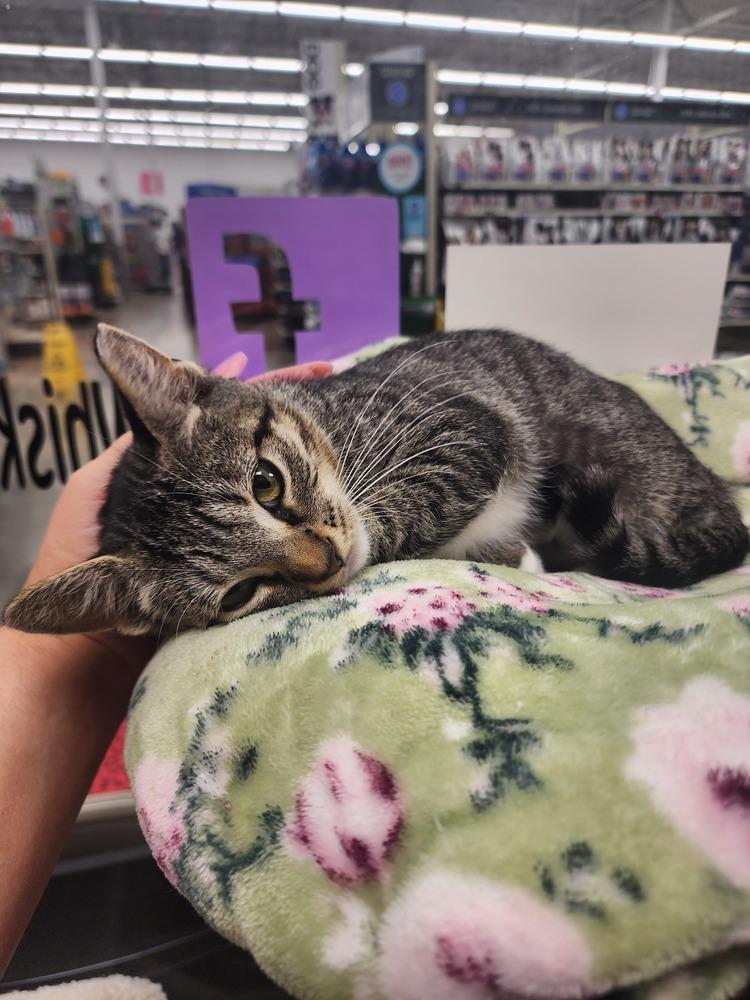 Gracie, a Adoptable Domestic Short Hair in Orlando, FL image 2/6