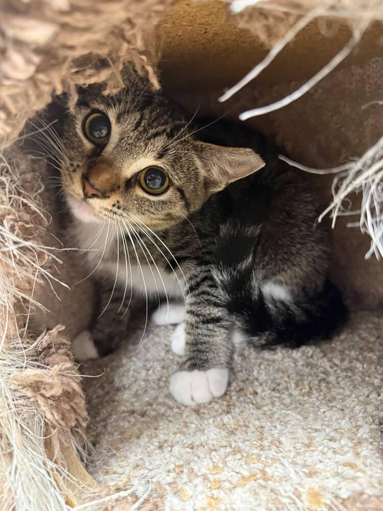 Gracie, a Adoptable Domestic Short Hair in Orlando, FL image 3/6